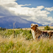 photo-of-a-dog-in-the-open-field-with-high-grass-hd-dogs-wallpape