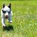 photo-of-a-dog-running-on-the-grass-hd-dogs-wallpapers