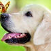 photo-of-a-dog-with-butterfly-on-his-nose-hd-dog-wallpaper