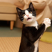 photo-of-a-funny-black-cat-claps-his-hands-hd-cat-wallpaper