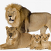 photo-of-a-lion-family-with-father-mother-and-their-young-hd-lion