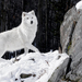 photo-of-a-white-wolf-in-the-winter-with-snow-and-a-big-rock-hd-w