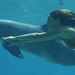 photo-of-a-woman-swimming-underwater-with-a-dolphin-hd-dolphins-w