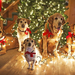 photo-of-dogs-under-the-christmas-tree-hd-christmas-wallpaper-wit