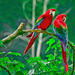 photo-of-two-red-parrots-sitting-on-branch-of-tree-hd-birds-wallp