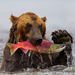 picture-of-a-grizzly-bear-in-the-water-with-a-big-fish-in-his-mou