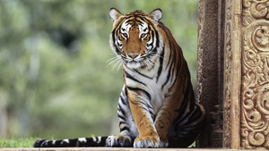sitting-tiger-hd-animal-wallpaper-tigers