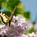 spring-wallpaper-with-a-yellow-butterfly-sitting-on-a-flower