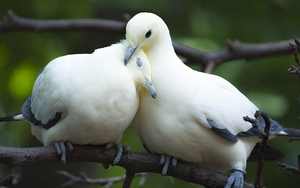 two-cuddling-pigeons-wallpaper