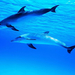 two-dolphins-swimming-in-the-sea-hd-animal-wallpaper