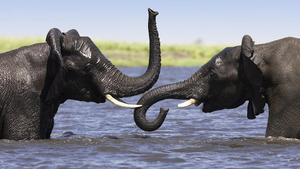 two-elephants-in-the-water-hd-animal-wallpaper-elephants