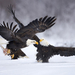 two-figting-eagles-in-the-snow-hd-animal-wallpaper-eagles