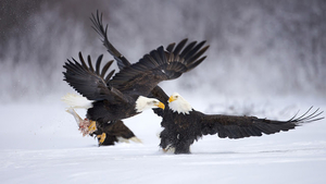 two-figting-eagles-in-the-snow-hd-animal-wallpaper-eagles
