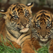 two-young-tigers-on-the-grass-hd-animal-wallpaper-tigers