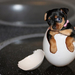 wallpaper-dog-comes-out-of-the-egg