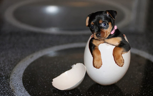 wallpaper-dog-comes-out-of-the-egg