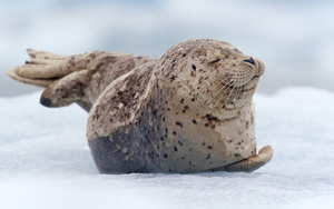 wallpaper-of-a-baby-seal-in-the-snow-hd-seals-backgrounds