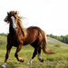 wallpaper-of-a-beautiful-brown-horse-on-the-grass-hd-horses-backg