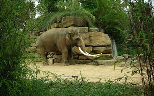wallpaper-of-a-beautiful-elephant-in-the-zoo-hd-elephants-wallpap