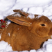 wallpaper-of-a-brown-rabbit-in-the-snow-hd-animals-wallpapers