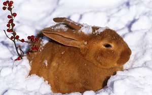 wallpaper-of-a-brown-rabbit-in-the-snow-hd-animals-wallpapers