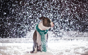 wallpaper-of-a-dog-sitting-outside-in-the-snow