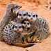 wallpaper-of-a-family-of-meerkats-sitting-in-the-sand