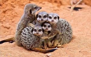 wallpaper-of-a-family-of-meerkats-sitting-in-the-sand