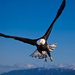 wallpaper-of-a-flying-eagle-high-in-the-air-stretching-his-wings