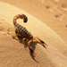 wallpaper-of-a-scorpion-in-the-desert-hd-scorpions-wallpapers