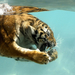 wallpaper-of-a-tiger-swimming-underwater