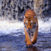 wallpaper-of-a-tiger-walking-through-water