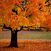 desktop-achtergrond-natuur-herfstbladeren