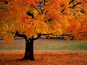 desktop-achtergrond-natuur-herfstbladeren