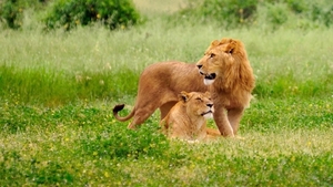 dieren-achtergrond-met-leeuw-en-leeuwin