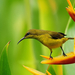 natuur-achtergrond-in-hd-met-vogeltje-op-oranje-bloem