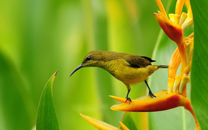 natuur-achtergrond-in-hd-met-vogeltje-op-oranje-bloem