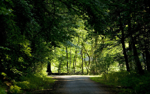 natuur-achtergrond-met-pad-door-een-groen-bos