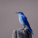 blue-bird-sitting-on-a-pole-wallpaper