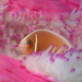 fish-hiding-in-coral-wallpaper