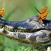 funny-wallpaper-of-a-crocodile-with-butterflies-on-his-head