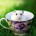 funny-wallpaper-with-a-mouse-in-a-cup