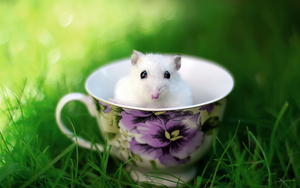 funny-wallpaper-with-a-mouse-in-a-cup