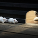 funny-wallpaper-with-cat-and-mice