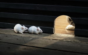 funny-wallpaper-with-cat-and-mice