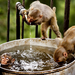 funny-wallpaper-with-monkeys-and-water-hd-monkey-wallpapers