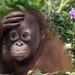 hd-animal-wallpaper-of-a-orangutan-baby-hd-monkeys-wallpapers