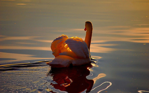 photo-of-a-swimming-white-swan-in-a-lake