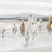 photo-of-fast-running-horses-on-the-beach-hd-horse-wallapers