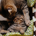 picture-of-two-cuddling-cats-hd-cat-wallpaper